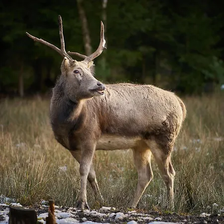 Ferienhaus Mazurova By Interhome Byst (Pardubice)